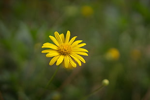 yellow daisy in close-up photography