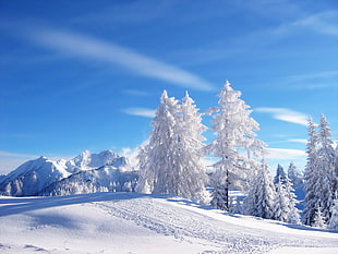 white snow mountain and tree