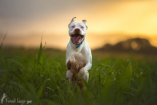 white and black American Pit Bull Terrier, photography, nature, animals, dog HD wallpaper