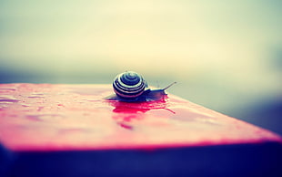 gray and white snail