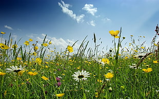 field of yellow and white flowers, flowers HD wallpaper