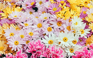 yellow, white, and pink flower arrangements HD wallpaper