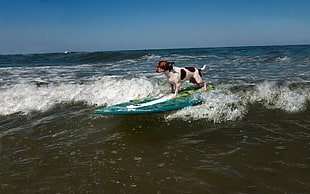 Rat Terrier Surfing during daytime