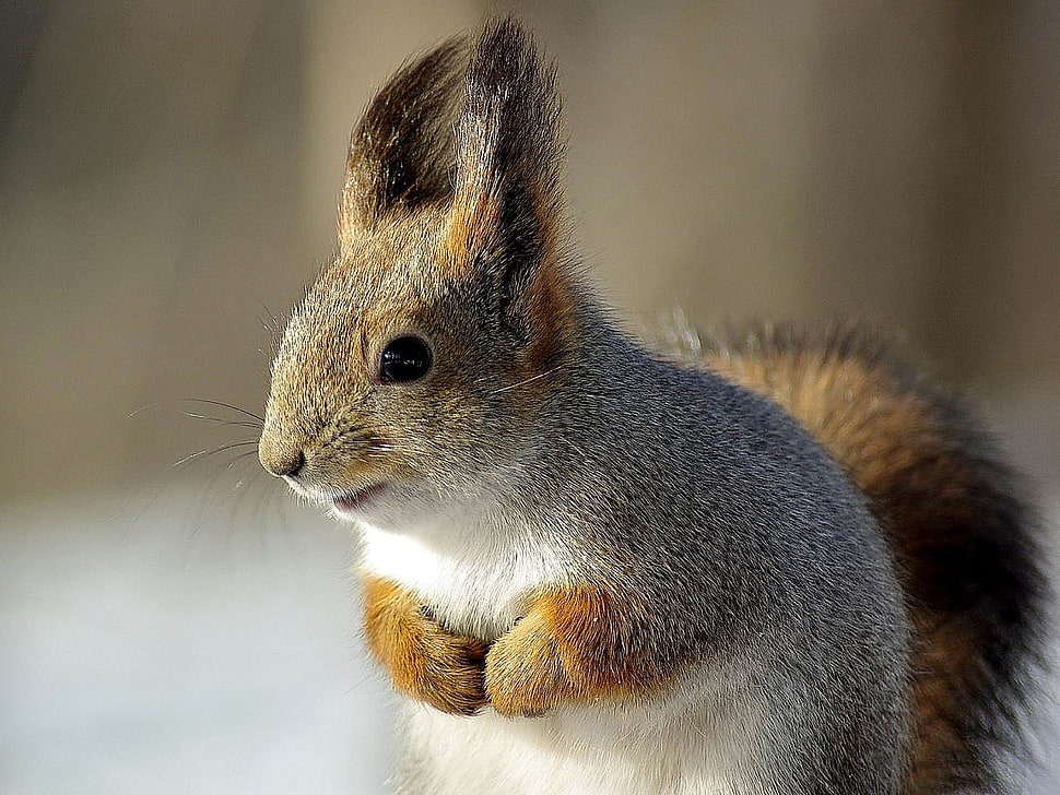 close up photo of squirrel HD wallpaper