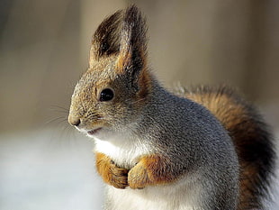 close up photo of squirrel