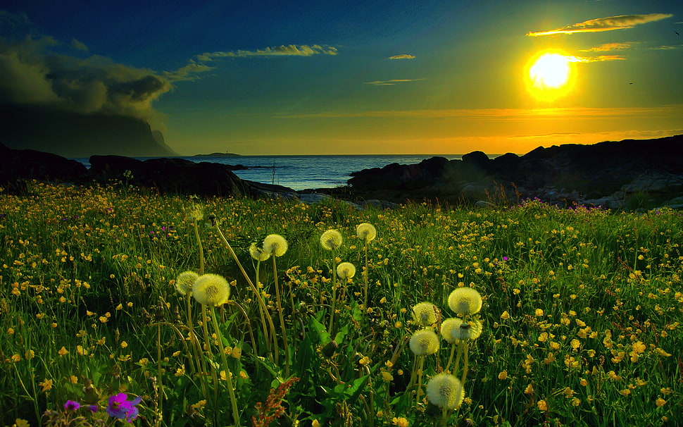 white Dandelion flower HD wallpaper