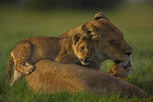 Lioness and Cubs photography HD wallpaper