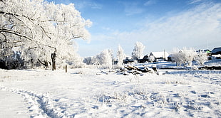 white leaf tree, winter, snow, Russia, trees
