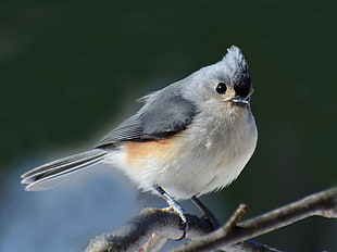 white and black bird, tufted titmouse HD wallpaper