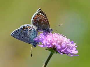 blue and brown butterfly on purple chrysantemum flower