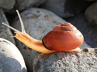 beige and brown snail on rock formation during day time