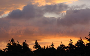 silhouette of trees under orange and gray cloudy sky
