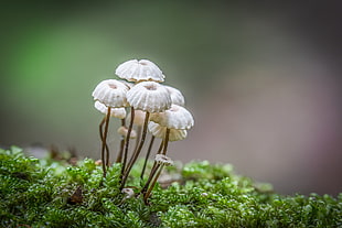 selective focus photo of white and brown mushrooms, marasmius