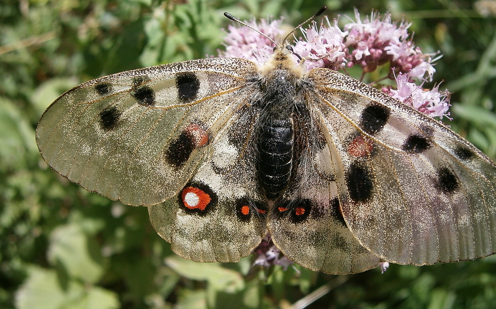 gray and orange moth HD wallpaper