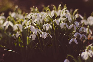 white flowers, Snowdrops, Glade, Spring