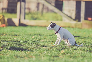short-coated white and black dog on grass
