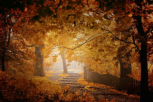 tress under sunny sky, fall, mist, fence, walkway HD wallpaper