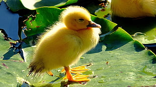 yellow Ducking on green leaves floating on body of water during daytime