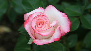 selective focus photo of white with pink tip Rose flower