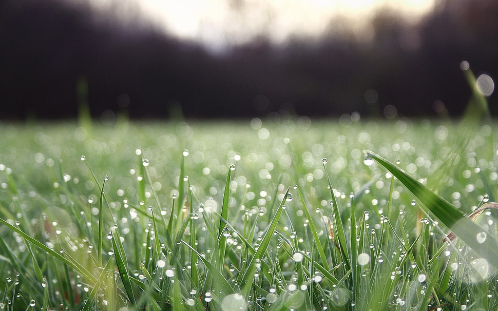 green grass field during daytime HD wallpaper