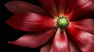 red Magnolia macro photography HD wallpaper