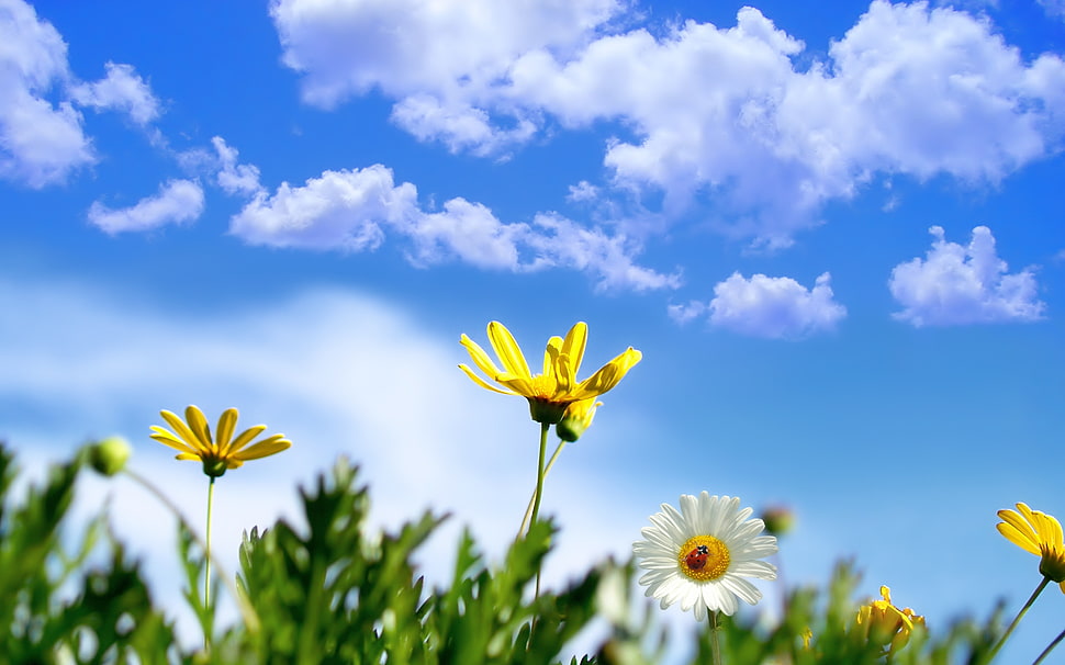 white and yellow Daisy flowers at daytime HD wallpaper