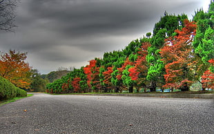 pine trees in middle of asphalt road during daytime HD wallpaper