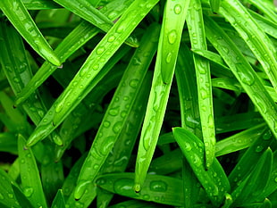 Grass,  Green,  Wet,  Drop
