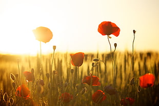 shallow focus photography of red and yellow flower during sunset HD wallpaper