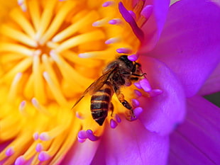 close-up photo of honey bee on yellow and purple petaled flower