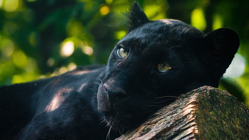 adult black panther, panthers, animals, photography, Jaguar HD wallpaper
