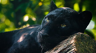 adult black panther, panthers, animals, photography, Jaguar
