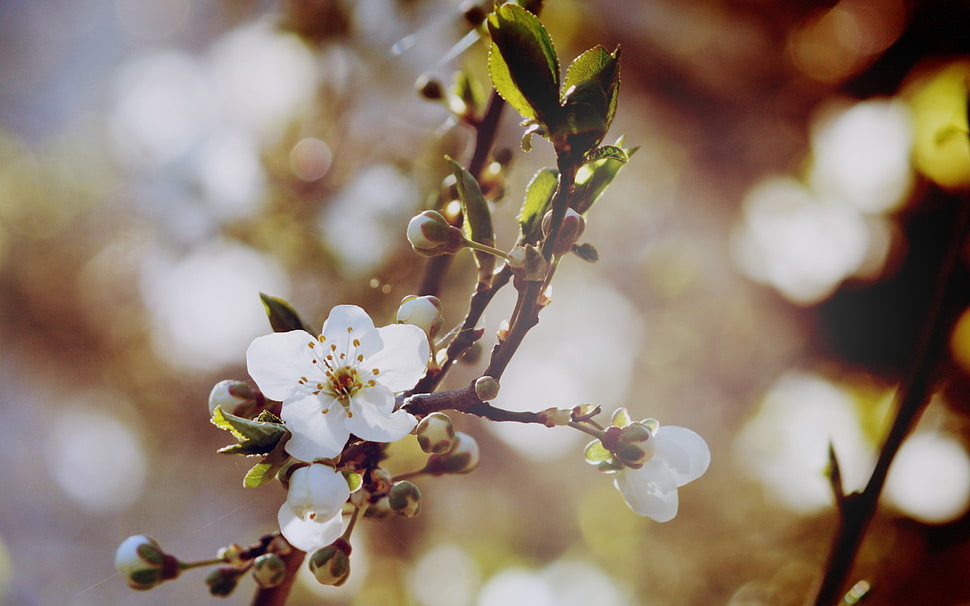 shallow focus of white orchid HD wallpaper