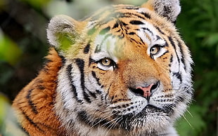selective photography of tiger