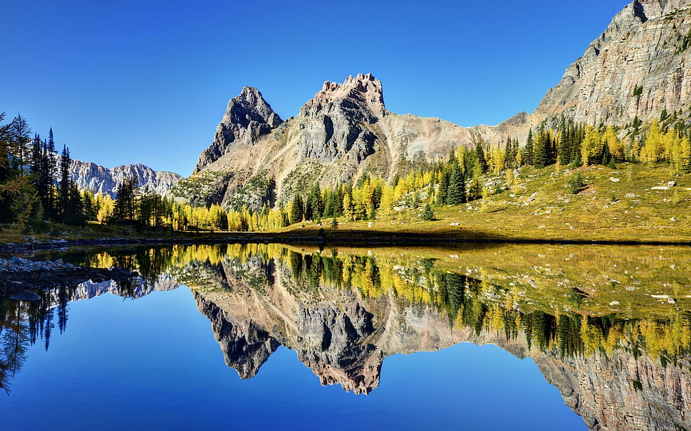 mountain surrounded by forest photography HD wallpaper