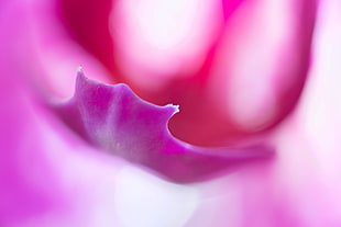 shallow focus of pink petal