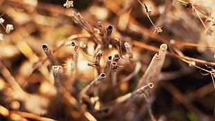 close-up photo of brown twigs HD wallpaper
