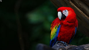 scarlet macaw, parrot, birds, Scarlet macaw, macaws HD wallpaper