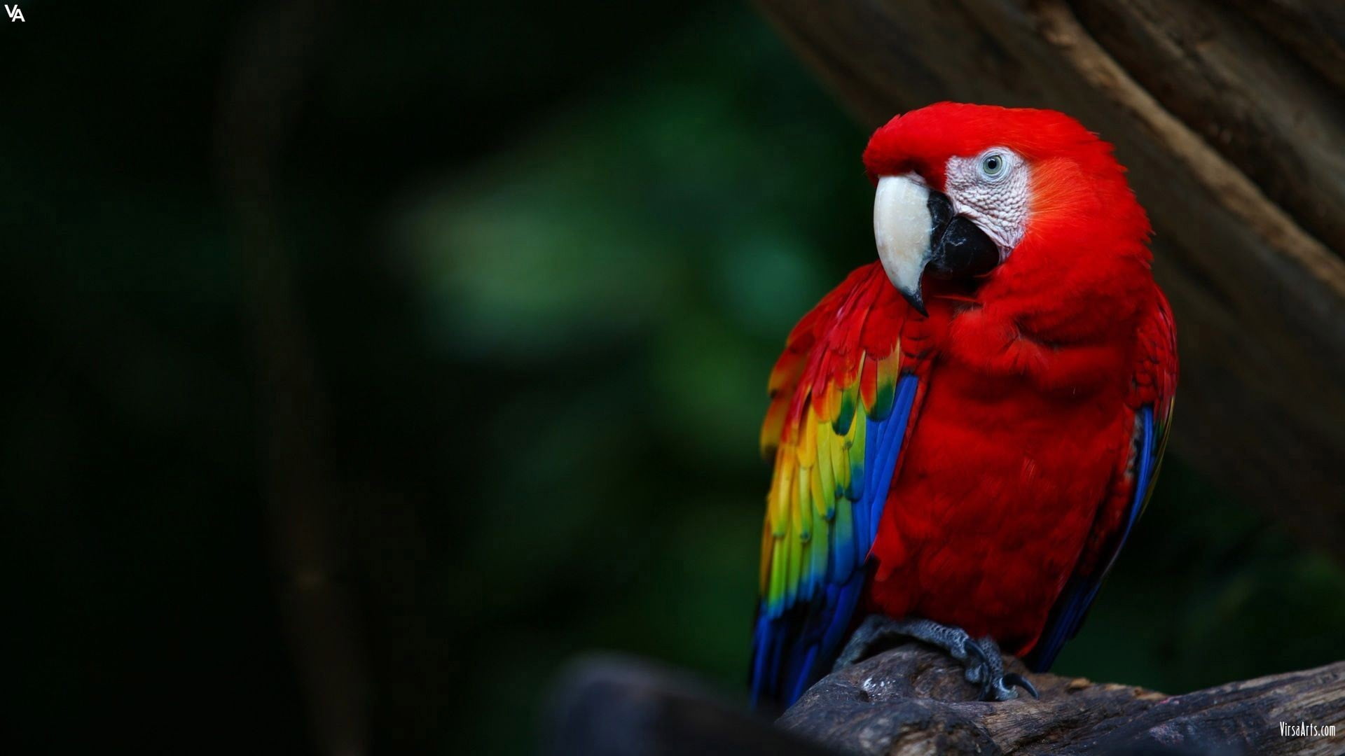 scarlet macaw, parrot, birds, Scarlet macaw, macaws