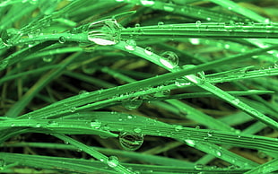 macro photograph of grass dew