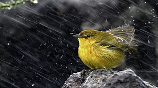 yellow and black bird, birds, water drops, rock, rain HD wallpaper