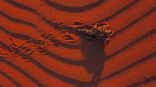 brown desert animal crawling on sand