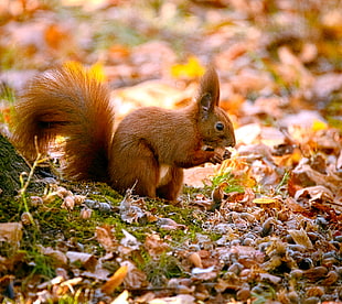 closeup photography of brown Squirrel eating nut during daytime HD wallpaper