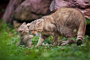brown tabby cat and kitten playing on green grasses during daytime