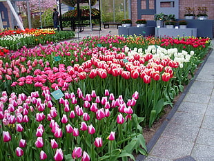 assorted-color Tulip flower garden at daytime HD wallpaper
