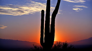 silhouette of cactus plant during golden hour digital wallpape r, cactus, landscape, sunset, nature