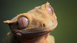 closeup photo of brown lizard, animals, gecko, eyes, reptiles