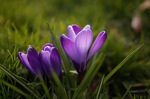 spring, flower, lilac, violet