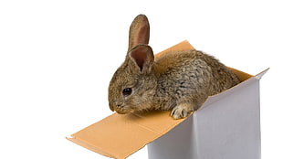 brown rabbit in white cardboard box