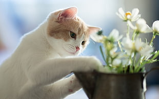 white and yellow cat in front of white flowers